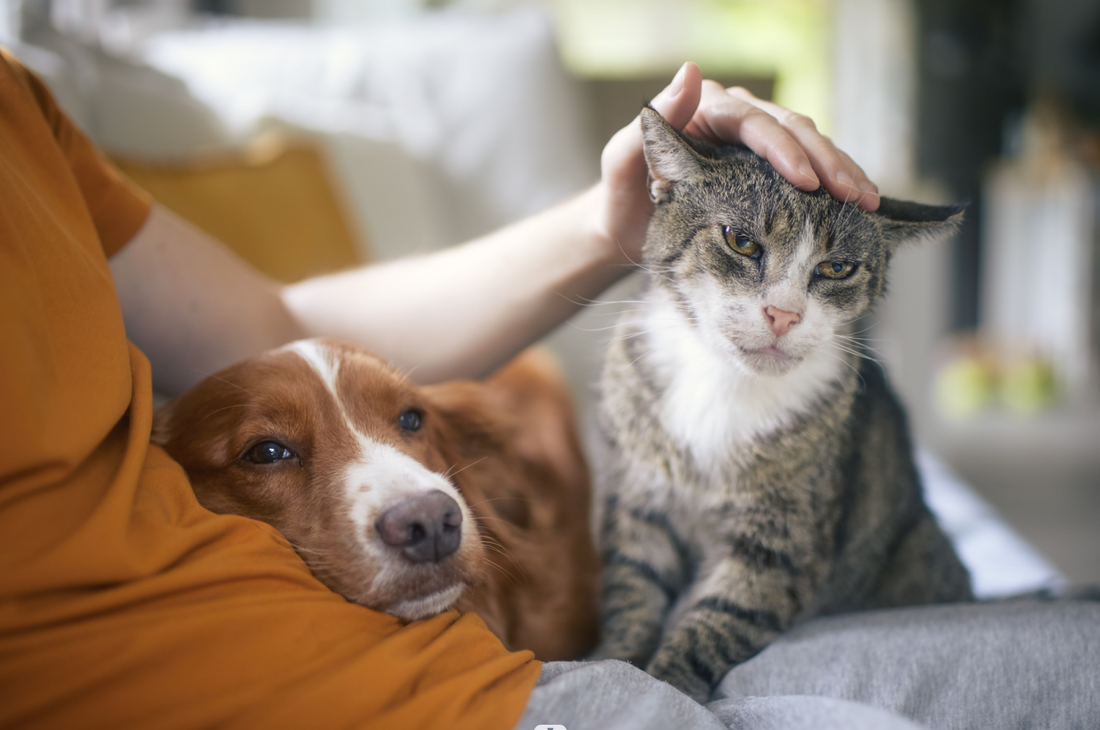 Things to Avoid That Could Lead to Behavioral Changes in Pets